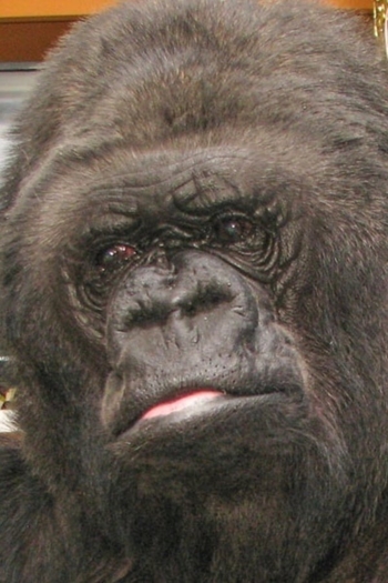 Actor Koko