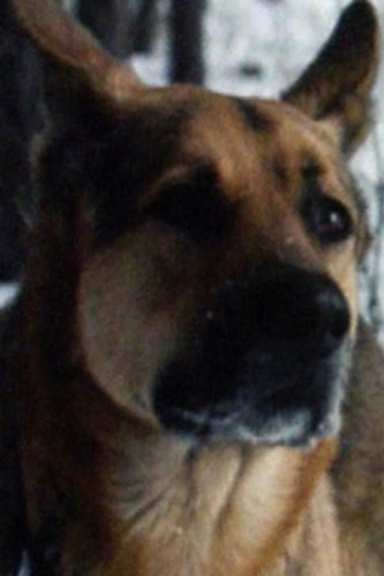 Actor German Shepherd Baikal